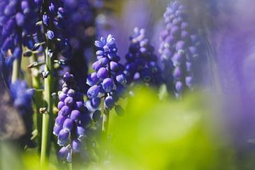 De Blauwe druifjes van Jorrick Mulder