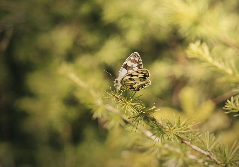 Schmetterling von Lisa Bouwman