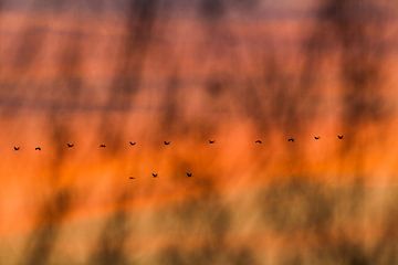 Kraanvogels bij ondergaande zon van Menno van Duijn