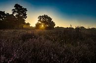 Zonsopkomst, zonsondergang, hei, mist, nevel, kleurrijk, Drenthe, Exloo, Poolshoogte, heidevelden, s van Gert Hilbink thumbnail