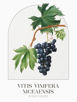 Giorgio Gallesio - Vitis vinifera