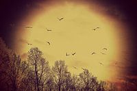 vogel / bird / oiseau