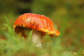 Pilz von Mireille Breen