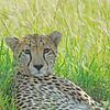 Portret Cheetah  in Masai Mara van Peter Zwitser