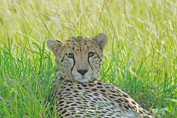 Cheetah frontal view by Peter Zwitser