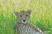Portret Cheetah  in Masai Mara van Peter Zwitser