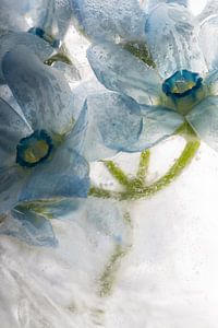 Blaue Seidenblume in Eis  3