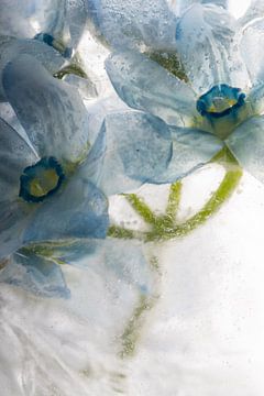 Blauwe zijdebloem in ijs 3 van Marc Heiligenstein