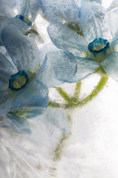 Blaue Seidenblume in Eis  3 von Marc Heiligenstein