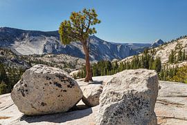 View from Olmsted Point to Half Dome, Yosemite National Park, California, United States, USA by Markus Lange