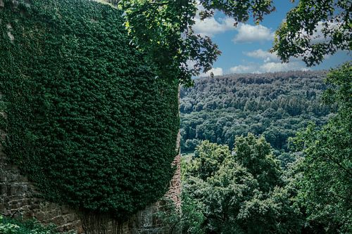 L'Odenwald vert