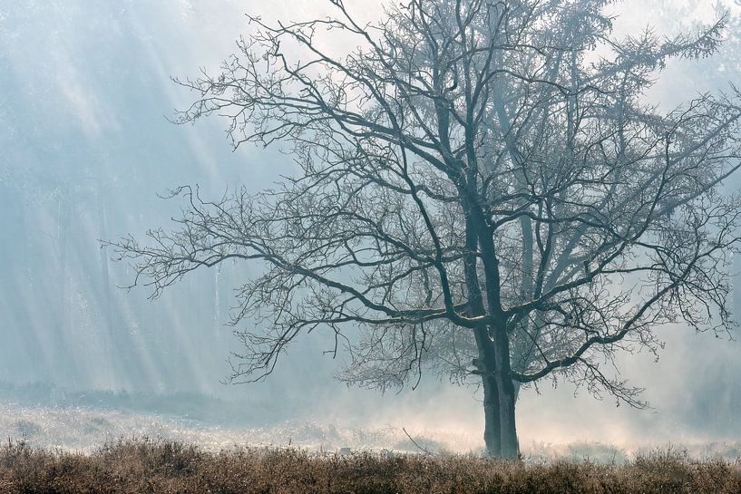 Baum in schöner Atmosphäre Landschaft von Jan Linskens