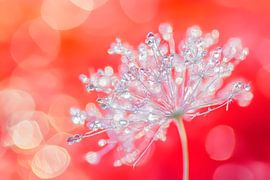 Delicate bloesem met dauwdruppels van Poster Art Shop