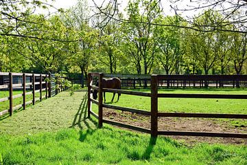Each stallion has his own paddock by Frank's Awesome Travels
