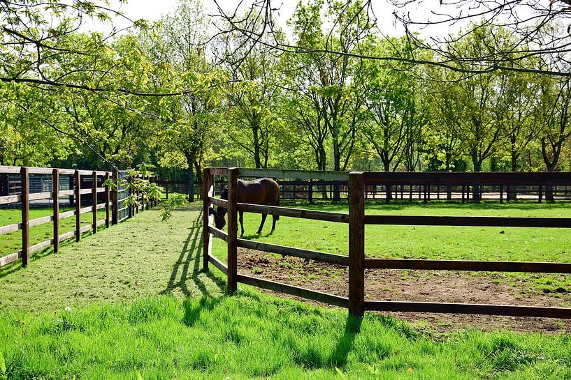 Each stallion has his own paddock by Frank's Awesome Travels