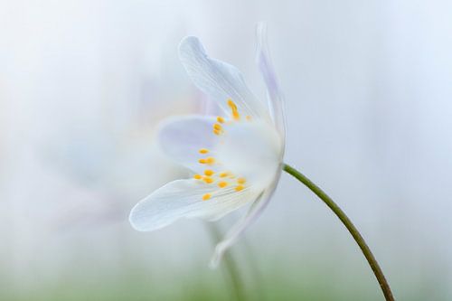 Bosanemoon gaat open