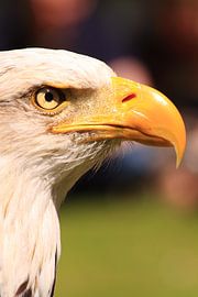Balbuzard pêcheur américain, oiseau de proie sur Bobsphotography