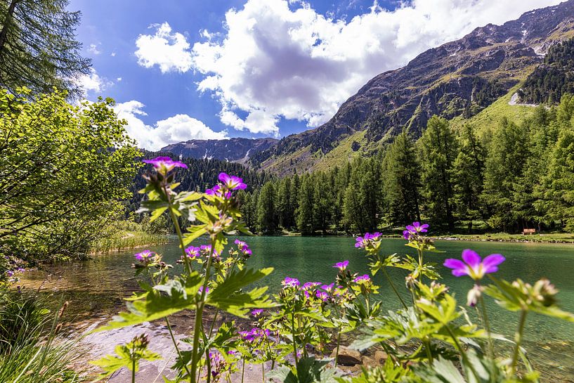 Het bergmeer Palpuognasee in Zwitserland van Werner Dieterich