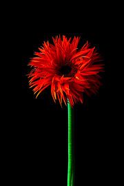 Flower by Yvonne Stroomberg