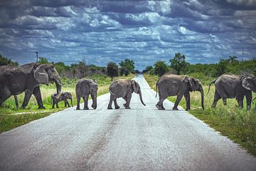 Namibia elephant herd on the road by Jean Claude Castor