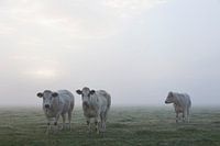koe kijkt naar twee andere witte vleeskoeien in ochtendmist in de wei