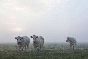 koe kijkt naar twee andere witte vleeskoeien in ochtendmist in de wei