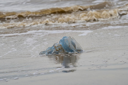 • Stille am Meer – Blaue Qualle am Strand