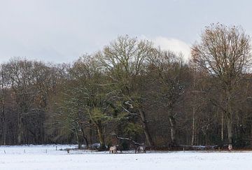 Winter in Groningen (Niederlande) von Marcel Kerdijk