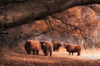 Schotse Hooglanders