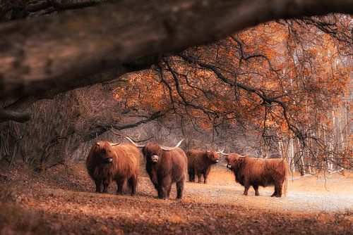 Scottish Highlanders