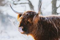Winter Schotse hooglander met tong in de neus met sneeuw van Maartje Hensen thumbnail