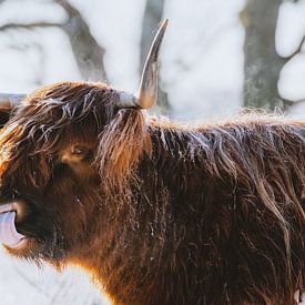 Winter Schotse hooglander met tong in de neus met sneeuw van Maartje Hensen