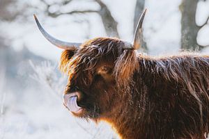 Winter Scottish Highlander with tongue in nose with snow by Maartje Hensen