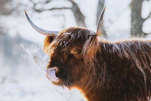 Winter Schotse hooglander met tong in de neus met sneeuw