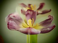 Tulip TWINS