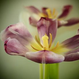 Tulip TWINS van Made by Brigitte