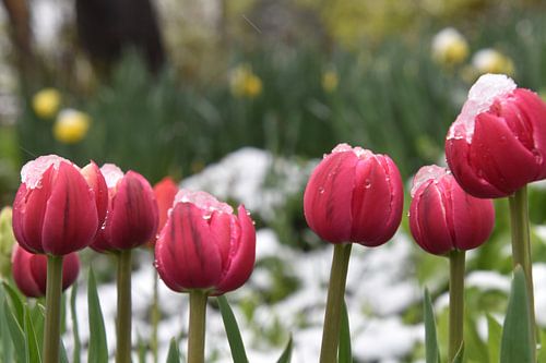 Des tulipes en fleur au jardin