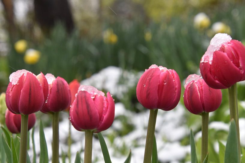 Blühende Tulpen im Garten von Claude Laprise