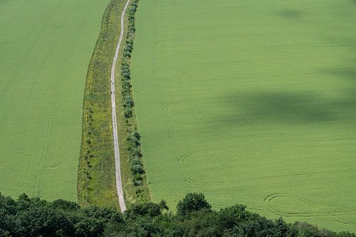 Ein Weg führt durch leuchtend grüne Felder von Adriana Müller