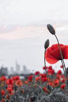 Poppy field in front of Frankfurt and the skyline
