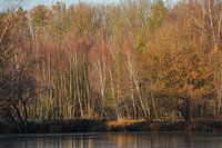 Arbres au bord de l'eau