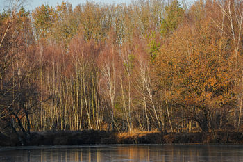Trees on the waterfront