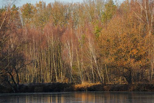 Bomen aan de waterkant