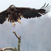 White Tailed Eagle sur Menno Schaefer