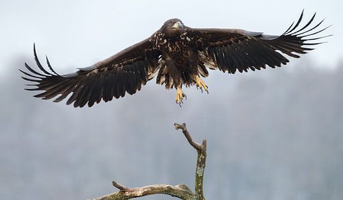 Europese Zeearend von Menno Schaefer