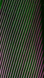 Abstracte fot in groen met paars