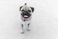Mops