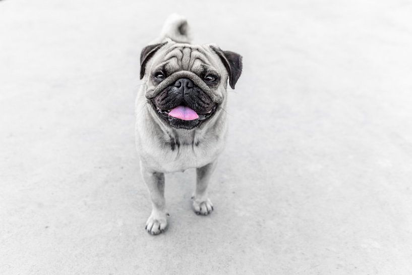 Mops by MR OPPX