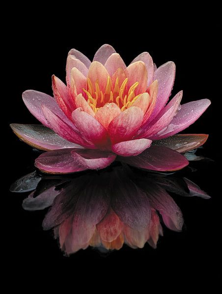 Waterlelie van Ellen Novara-da Lima