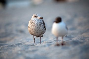 Zeemeeuw op het strand van de Oostzee